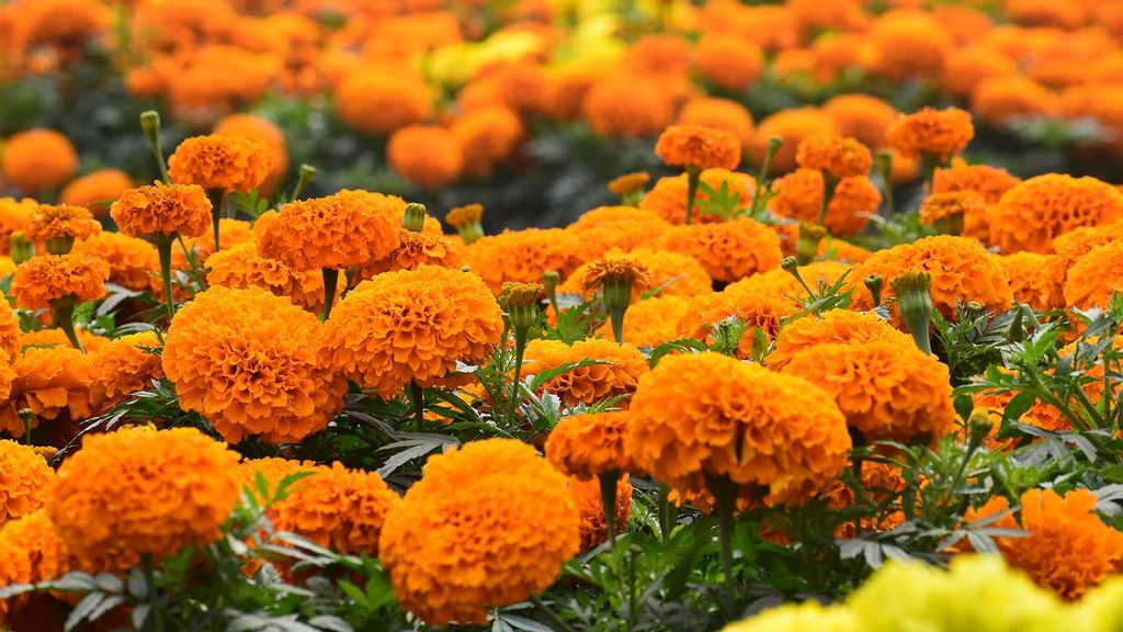 (Representative Image) Marigolds are the centrepieces for the pookalam or floral rangoli that people decorate out on the floor usually in front of their homes during the 10-day long Onam festival. (GM Rajib/Pexels)
