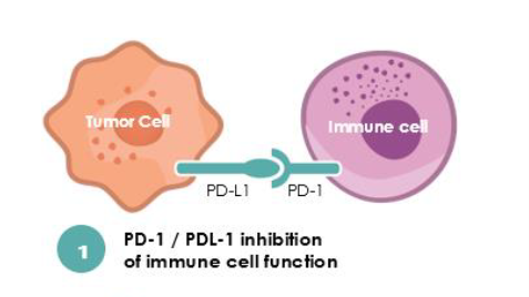 Cancer cells often use the nectin pathway to avoid the PD-1 pathway to disable immune cells. A new treatment, used alone or in conjunction with PD-1 inhibitors, could be a strong contender in the quest to boost the success of immunotherapy for cancer patients.(Courtesy of Nectin Therapeutics)