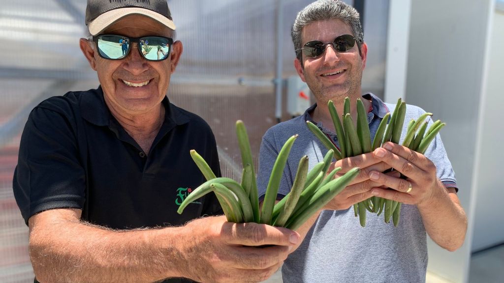 Shlomo Kadosh, Vanilla Vida chief operating officer (left), and Raz Krizevski, vice president, research and development, show off their product. Their company has developed proprietary greenhouse methods to control how and when the valued orchid blooms. (Vanilla Vida/Bar Cohen)
