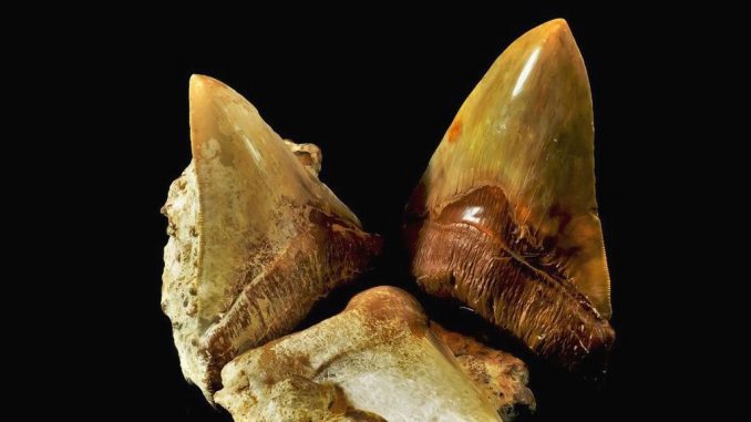 Remains of the extinct megalodon shark, including these huge teeth, were recently found in the Atacama Desert in northern Chile. (CIAHN-ATACAMA/Zenger)