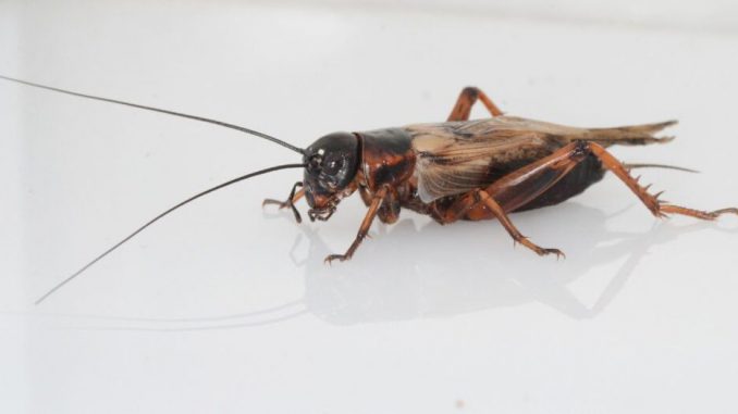 Crickets are endangered by artificial light. (Keren Levy)