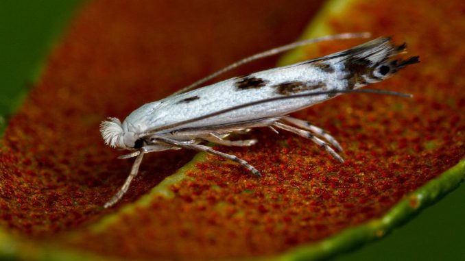 The Alpine rose leaf-miner moth surprised researchers, as it has adapted to eat the toxic Alpine rose. (Juerg Schmid/Newsflash/Zenger)