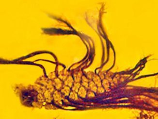 Found in a piece of Baltic amber is the first fossil evidence of a rare botanical condition known as precocious germination in which seeds sprout before leaving their fruit. (George Poinar, Jr.)