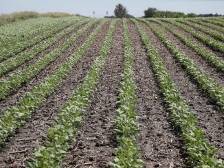 SupPlant’s sensor-less product is intended for the nearly 80 percent of farmers worldwide who grow crops on less than two hectares of land. (Scott Olson/Getty Images)