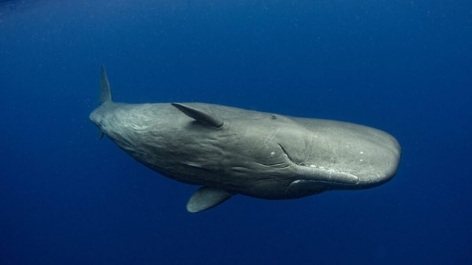 You talking to me? A female Sperm whale. In 2021, scientists made advances in learning how to communicate with whales. (Amanda Cotton)