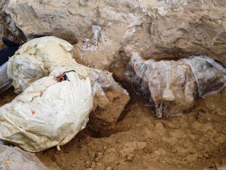 Excavation work on the skull of a 10,000-year-old mammoth that was found in Los Reyes de Juarez, Mexico is seen in progress. (Mexican National Institute of Anthropology and History/Zenger)