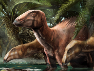 Artist's concept of an adult and two juvenile Tethyshadros insularis, showing distinct appearance of immature and mature specimens in the ancient environment of Villaggio del Pescatore, the first locality in Italy to preserve many dinosaur individuals of the same species. (Davide Bonadonna)