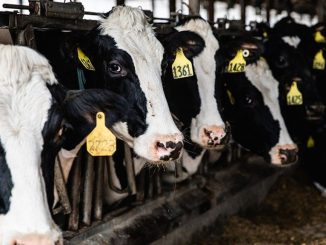 Almost all Holstein cattle in the U.S. today, which provide milk and beef products in North America and elsewhere, are descended from just two bulls. (Allison Usevage/Cornell University)