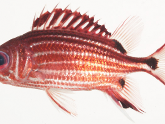 A three-spot squirrel fish (Sargocentron cornutum) is a tropical species identified during a Cornell University study of sound communication among fish. (Jeffrey T. Williams)