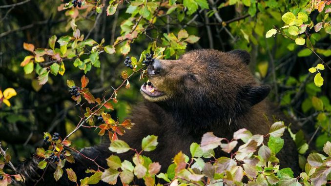 An American Black Bear (Ursus americanus) eats hawthorn berries, beginning a process that will eventually spread the plant's seeds locally. The loss of seed-dispersing animals endangers the spread of plants in response to a changing environment. (Paul D. Vitucci)