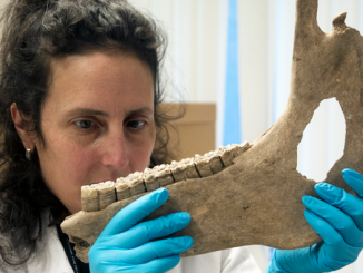 Katherine Kanne examines a horse jawbone for a study on the size of destriers, or medieval warhorses. (University of Exeter)