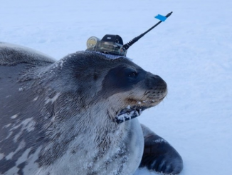 Weddell seals were fitted with sensors that transmitted data on the depth, conductivity and temperature of the water in the Antarctic Ocean. (Nobuo Kokubun)
