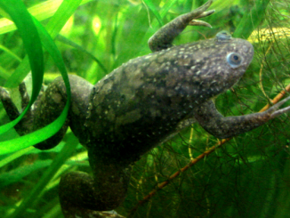 Scientists at Tufts University were able to regenerate the lost leg of an African clawed frog (Xenopus laevis) by using an acute multidrug delivery via a wearable bioreactor. Pictured here is a normal African clawed frog. (Pouzin Olivier)