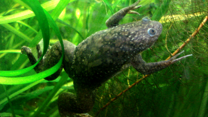 Scientists at Tufts University were able to regenerate the lost leg of an African clawed frog (Xenopus laevis) by using an acute multidrug delivery via a wearable bioreactor. Pictured here is a normal African clawed frog. (Pouzin Olivier)