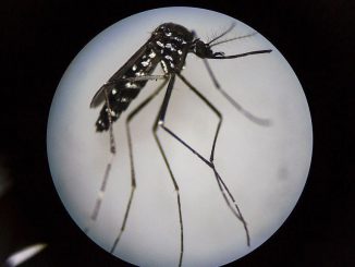Zika virus, a tropical disease mainly spread by mosquitos, isn’t normally fatal, or even severe, but can cause severe brain defects in fetuses when contracted by pregnant women. Now, researchers in Brazil have found that injecting Zika virus into mice with brain tumors destroys the cancer without causing neurological damage. (Kevin Frayer/Getty Images)