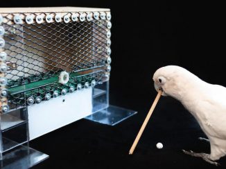 A cockatoo demonstrates the use of complex combined tools in an experiment conducted by researchers in Austria. (University of Veterinary Medicine, Vienna/Zenger)