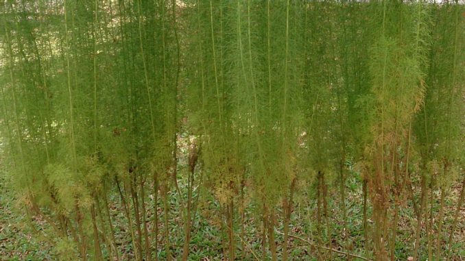 Researchers at Louisiana State University fed extracts of redstem wormwood (Artemisia scoparia), which is used in traditional Chinese medicine, to roundworms, which fattened and thrived. (Mokkie/CC By-SA 3.0)