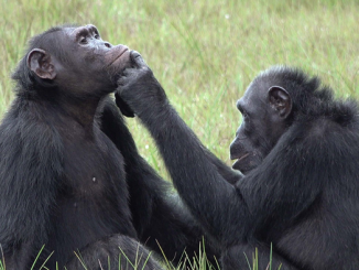 Roxy and Thea, who belong to a band of 45 chimpanzees living in Loango national park in Gabon, are being investigated by a team from Osnabrück University in Germany and the Ozouga Chimpanzee Project, led by cognitive biologist Simone Pika and primatologist Tobias Deschner. (Tobias Deschner)