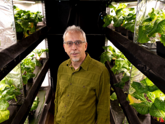 University of Georgia biologist Marc van Iersel among turnip plants in a grow room at his greenhouses, where he experimented with ways of lowering electricity costs by predicting plants' requirements for light based on the time of year. (Andrew Davis Tucker/University of Georgia)