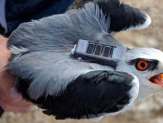 A new uniquely cost-effective reverse-GPS system called ATLAS, developed by Nathan and Prof. Sivan Toledo of Tel Aviv University and their teams, simultaneously tracks dozens of wild animals with great accuracy at high resolution using small, inexpensive radio tags. (Yosef Kiat, Gabe Rozman and Ran Nathan/Hebrew University of Jerusalem)