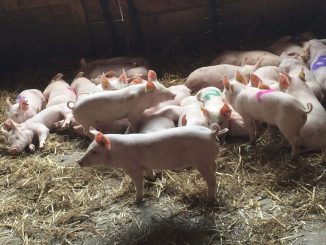 European researchers discovered that pigs' barks, grunts and other vocalizations reveal emotions that can be monitored by farmers to improve production. (Elodie Briefer)