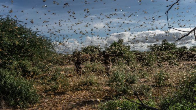 Two men chase away a swarm of desert locusts early in the morning, on May 21, 2020, in Samburu County, Kenya. Trillions of locusts swarmed across parts of Kenya, Somalia and Ethiopia, following an earlier infestation in February. (Fredrik Lerneryd/Getty Images)
