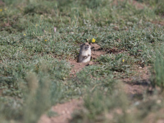 A rodent species that lives on the steppes of Russia and northern Asia shapes its environment by trimming unpalatable bunchgrasses to watch for predatory birds in an example of natural ecosystem engineering. (Guoliang Li/University of Exeter)