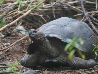 The species of giant tortoise that inhabits San Cristobal Island, initially thought to be Chelonoidis chathamensis, was found to genetically correspond to a different species, not yet described. (Galápagos National Park/Zenger)