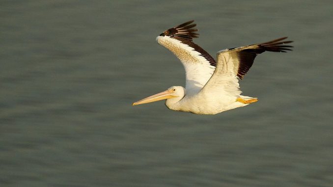 An American white pelican flies over the Sonny Bono Salton Sea National Wildlife Refuge, a major stop for birds on the Pacific Flyway, on June 23, 2006, near Calipatria, California. (David McNew/Getty Images)