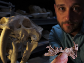 Researcher Ashley Poust holds the fossilized lower jaw of Diegoaelurus, a bobcat-sized carnivore that lived 42 million years ago. Diegoaelurus was much smaller than the commonly known Smilodon, or saber-tooth cat, seen in the background. Smilodon evolved roughly 40 million years after Diegoaelurus went extinct, but both animals were saber-toothed, hyper-carnivorous predators, meaning their diets consisted almost entirely of meat. (San Diego Natural History Museum)
