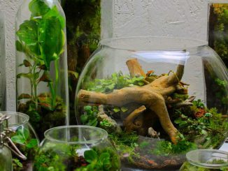 The terrariums, which were made by Joe Rees, 26, who lives in Bristol, UK. (Joe from @ome.home/Zenger)