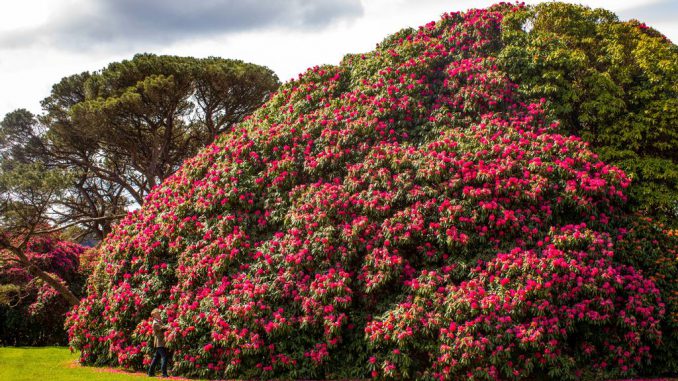 One of the biggest rhododendrons in Europe reaching full bloom. (James Dadzitis/Zenger)