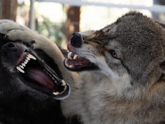 The male wolfdog named Faelen (left) together with the wolfdog Maeve (right). (@runningwithwolfdogs/Zenger).