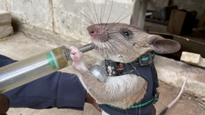 Rats are being trained to be sent into earthquake debris wearing tiny backpacks - so rescue teams can talk to survivors. (Matthew Newby/Zenger)