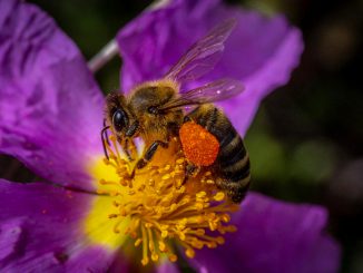 Illustrative image: Honeybee harvesting pollen and carrying it to its pollen basket. (Yannis Varouhakis (instagram.com/varouhakis)/Zenger)