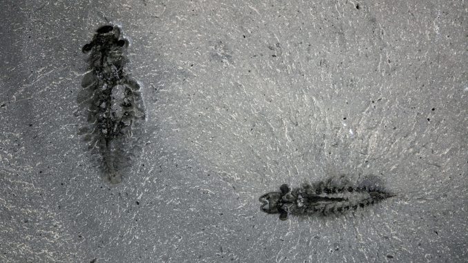 The world's oldest brain has been found in the remains of a three eyed prawn that swam the oceans more than half a billion years ago. (Simon Galloway, SWNS/Zenger)