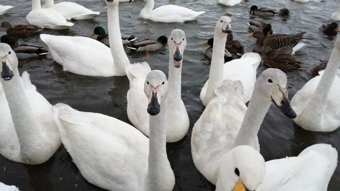 Swans would rather squabble over the best feeding spots... than have a nap, according to new research. (Simon Galloway, SWNS/Zenger)