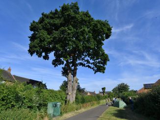 An Extinction Rebellion activist has halted the felling of a 600-year-old oak tree. (Ben Turner, SWNS/Zenger)