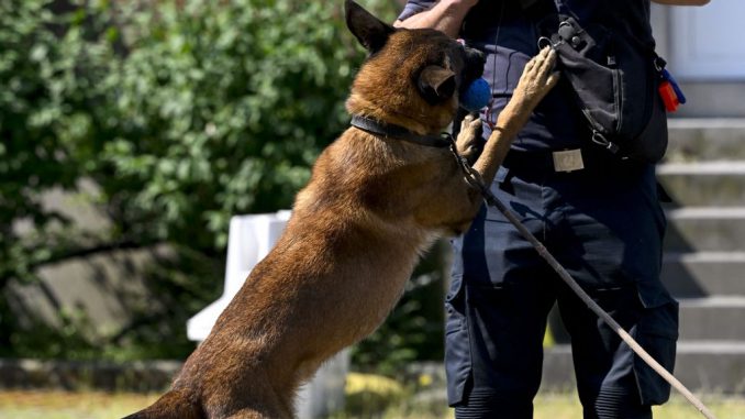 strongThe picture shows a demonstration of the working method of detection dogs and the results of the various operations performed, in Brussels, Thursday 08 June 2023. The development of an electronic nose could make bomb-sniffing dogs obsolete. DIRK WAEM/BELGA MAG/AFP/strong