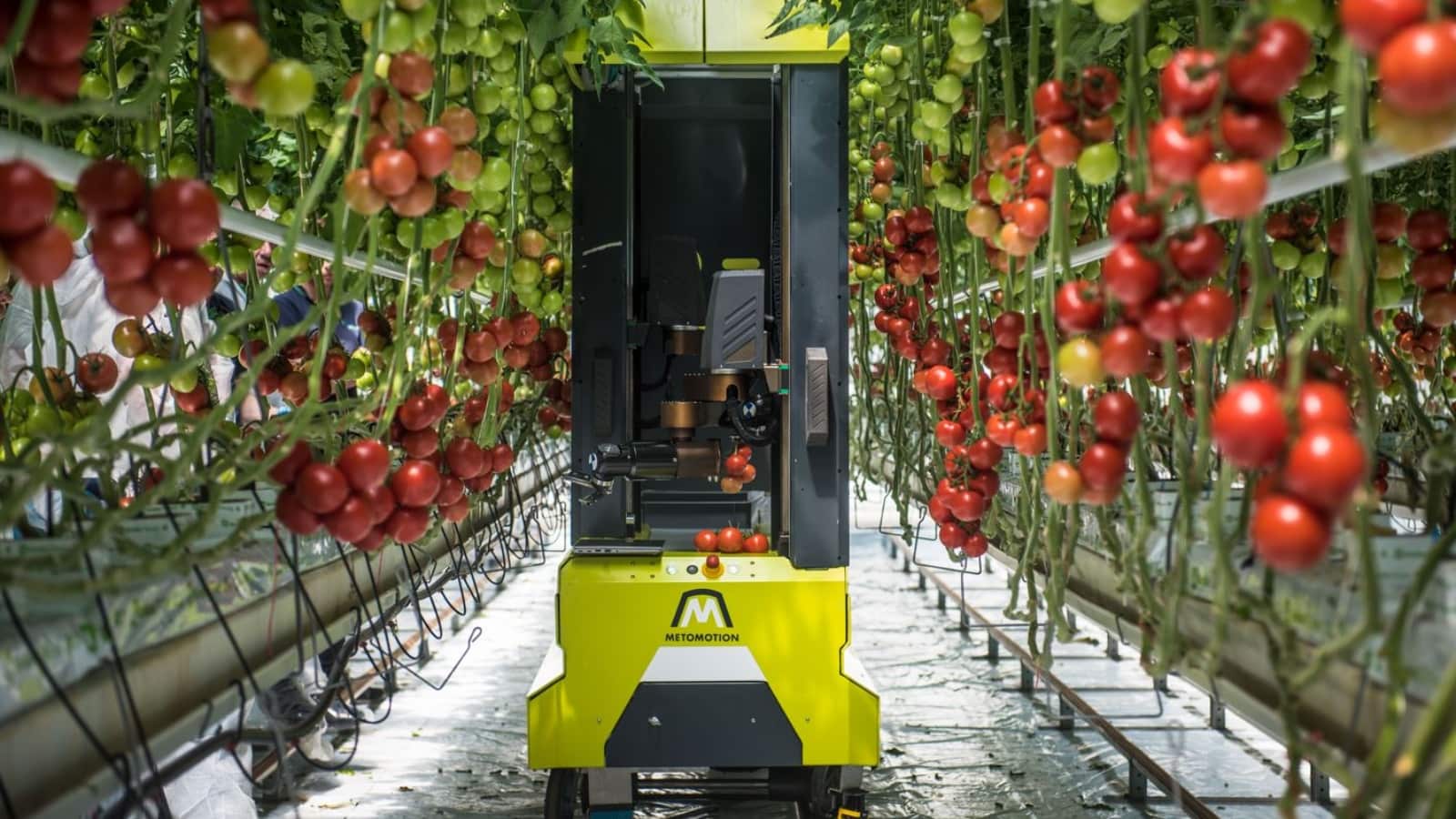 MetoMotion designs robots that replace human farm labor. Photo courtesy of MetoMotion