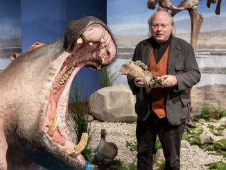 Wilfried Rosendahl, director-general of the Reiss Engelhorn Museum in Germany, unveils the lifelike reconstruction of a hippopotamus for the Ice Age Safari exhibit. (REM, Rebecca Kind/Zenger)