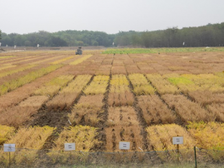 Genomic sequencing of chickpea varieties may lead to improved yields and climate-resiliency, say the authors of a new study. (ICRISAT)