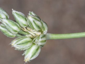 The newly identified iAllium judaeum/i is endemic to three locations in the Judean Hills in Israel. It is under preservation by the Jerusalem Botanical Gardens. (Ori Fragman-Sapir)