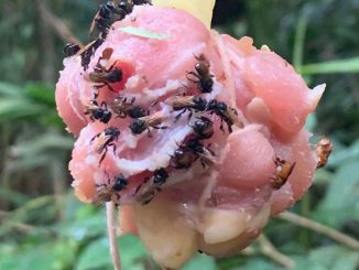 Researchers strung raw chicken from tree branches to act as bait for vulture bees in Costa Rica. These stingless bees feed on carrion, while most bee species are vegetarian. (Quinn McFrederick/UCR)