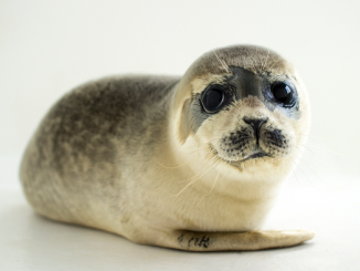 Young harbor seal pups and their vocalizations were studied at the Seal Research and Rehabilitation Centre in The Netherlands to find clues to human speaking ability. (John O'Connor)
