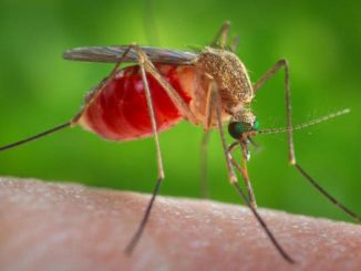 Culex mosquitoes spread West Nile virus, which is the main mosquito-borne disease in the continental United States. (Courtesy of CDC)