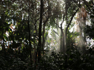 An unparalleled experiment at the University of Arizona's Biosphere 2 forced the rainforest under glass through a controlled drought and recovery to paint a clearer picture of how global climate change will affect Earth’s ecosystems. (Rosemary Brandt)