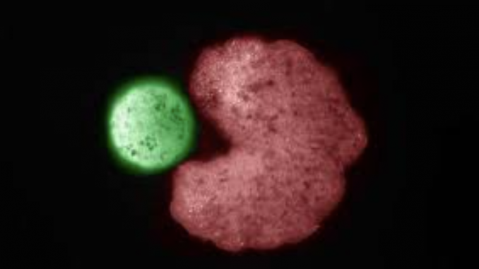 Shaped like Pac-Man, a Xenobot — a living robot made from embryonic frog cells — pushes cells into an assembly for replication. (Douglas Blackiston)