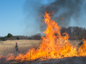 Researchers have found that controlled burns of grasslands, as shown, and temperate forests can lock in more carbon in the soil. (Adam Pellegrini)