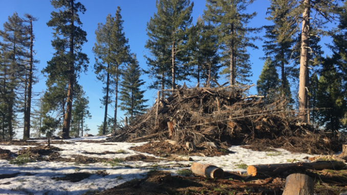 Thinning treatments reduce the risk of wildfire and provide ecological benefits to forests but also generate wood residues that are burnt or left to decay, like this burn pile of underbrush, releasing carbon dioxide. New analysis by the University of California, Berkeley, shows how giving incentives to businesses to convert residues into biofuels and engineered lumber could fund forest thinning treatments while preventing the release of carbon. (Bodie Cabiyo, Courtesy of UC Berkeley)